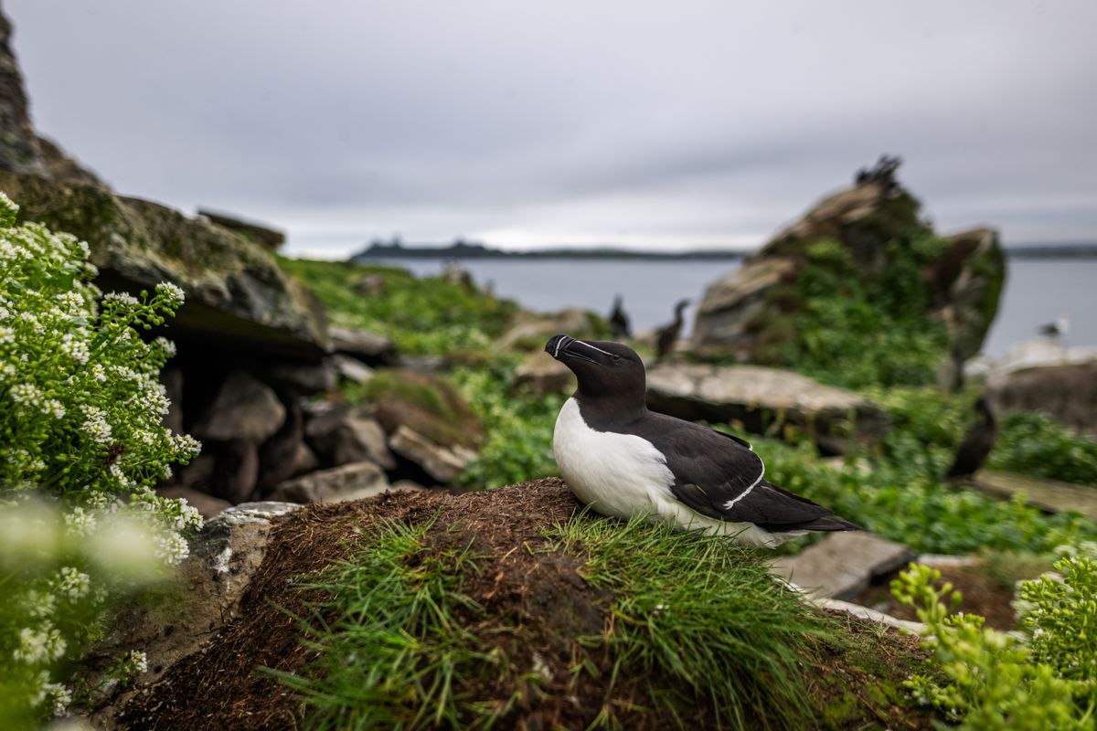 Galerie mit Vogelfotos von Seevögelb, fotografiert von Naturfotograf Nicolas Stettler..
