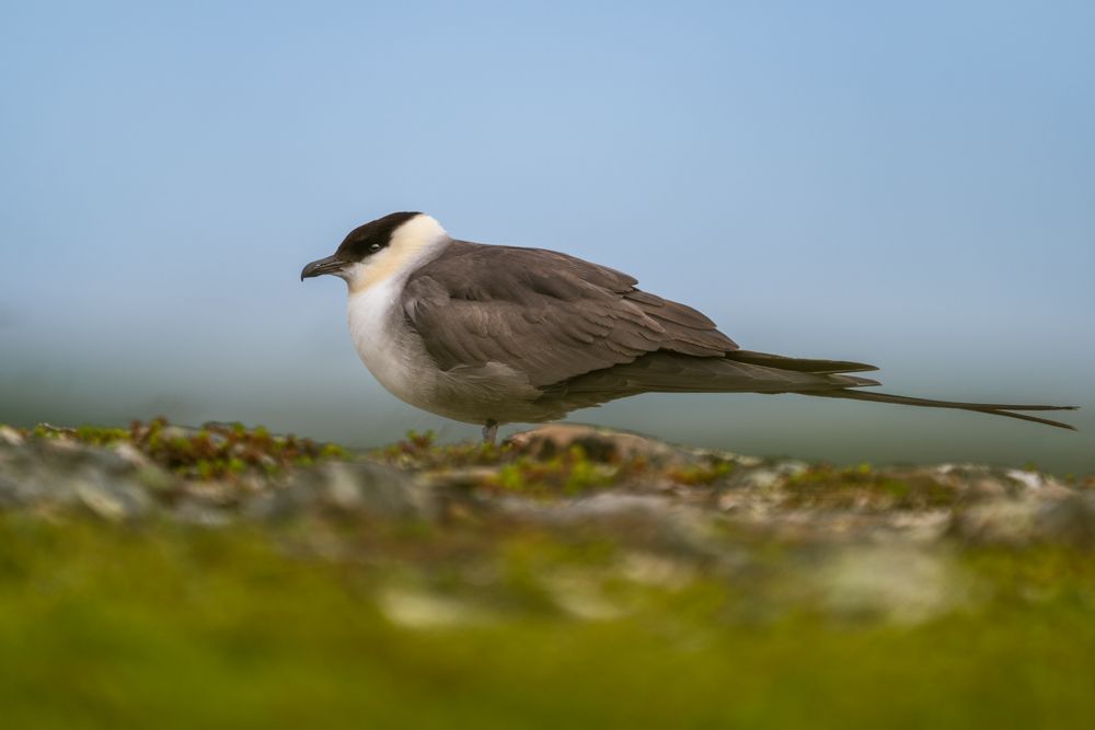 Fotoreise Seevögel in Nordnorwegen