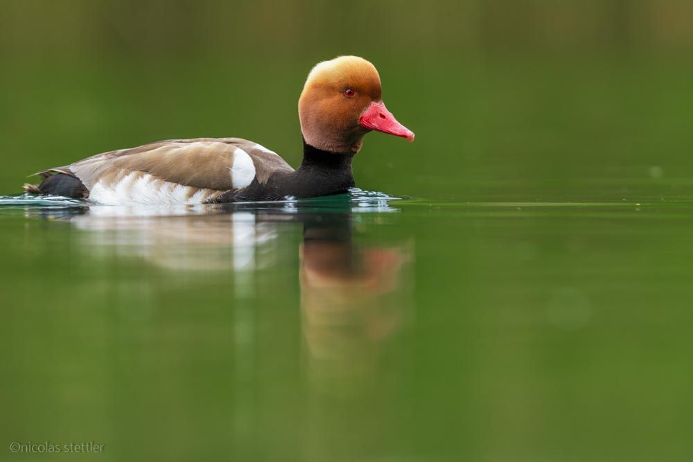 Eine Kolbenente (Netta rufina) schwimmt dem Ufer entlang.