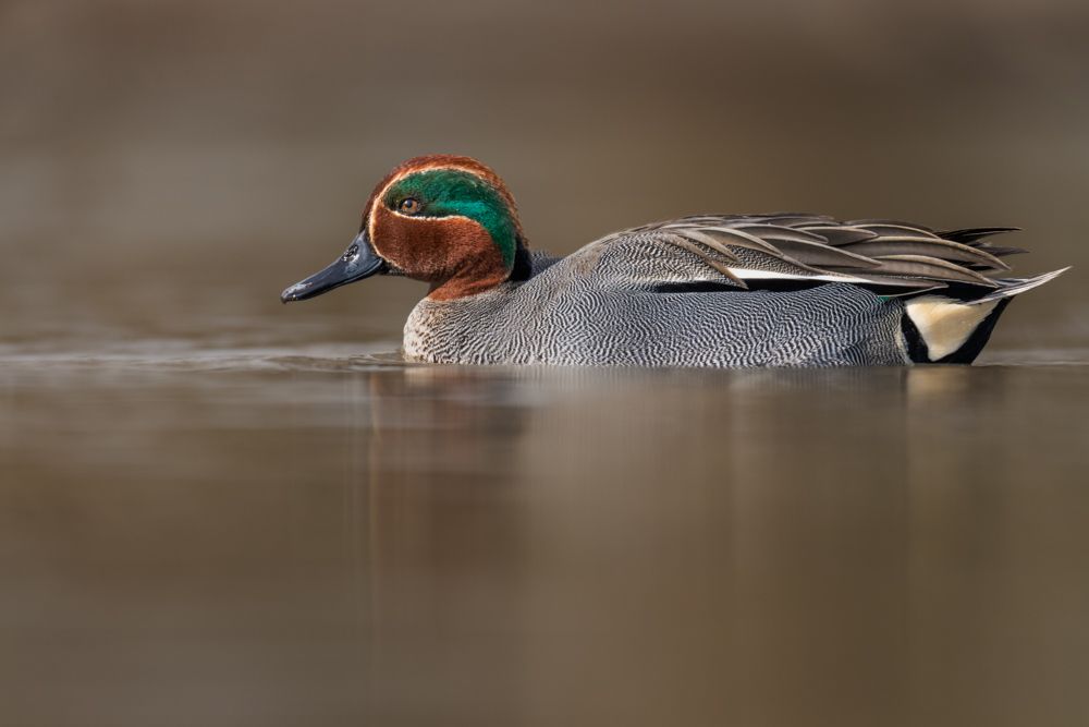 Male teals are not only easy to identify by their size. Their plumage is pretty unique too.