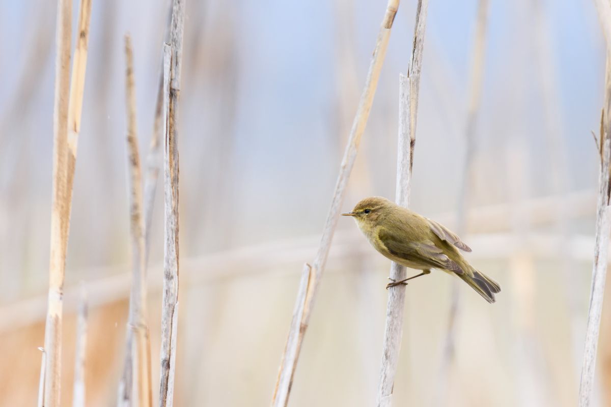Gallery of songbirds, photographed by nature photographer Nicolas Stettler.