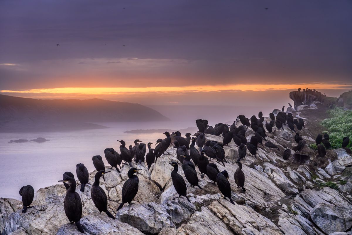 Galerie mit Vogelfotos von Seevögelb, fotografiert von Naturfotograf Nicolas Stettler..