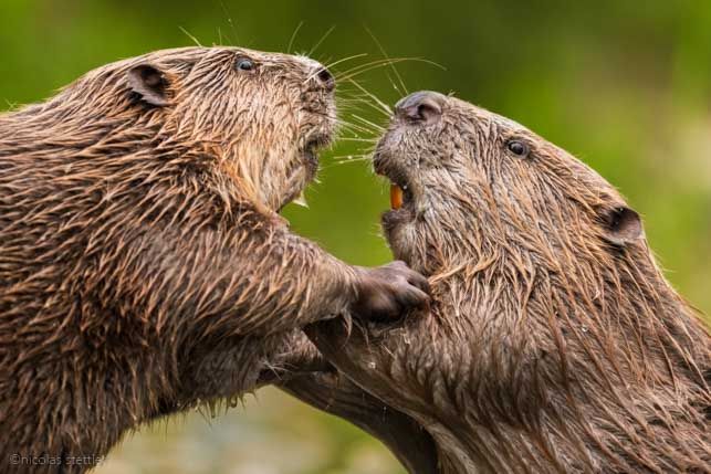 Beaver (Castor fiber) fighting against eachother