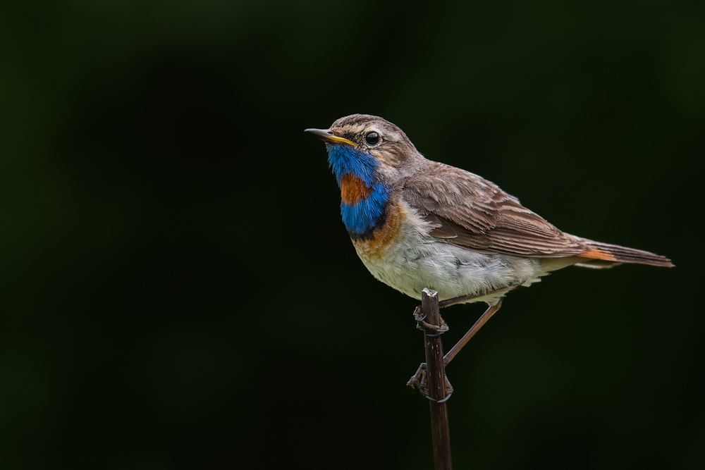 Bestimmung, Verhalten, Verbreitung und mehr über das Blaukehlchen