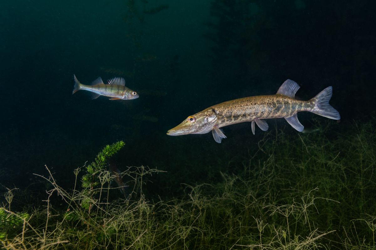 Fische fotografiert von Naturfotograf Nicolas Stettler.