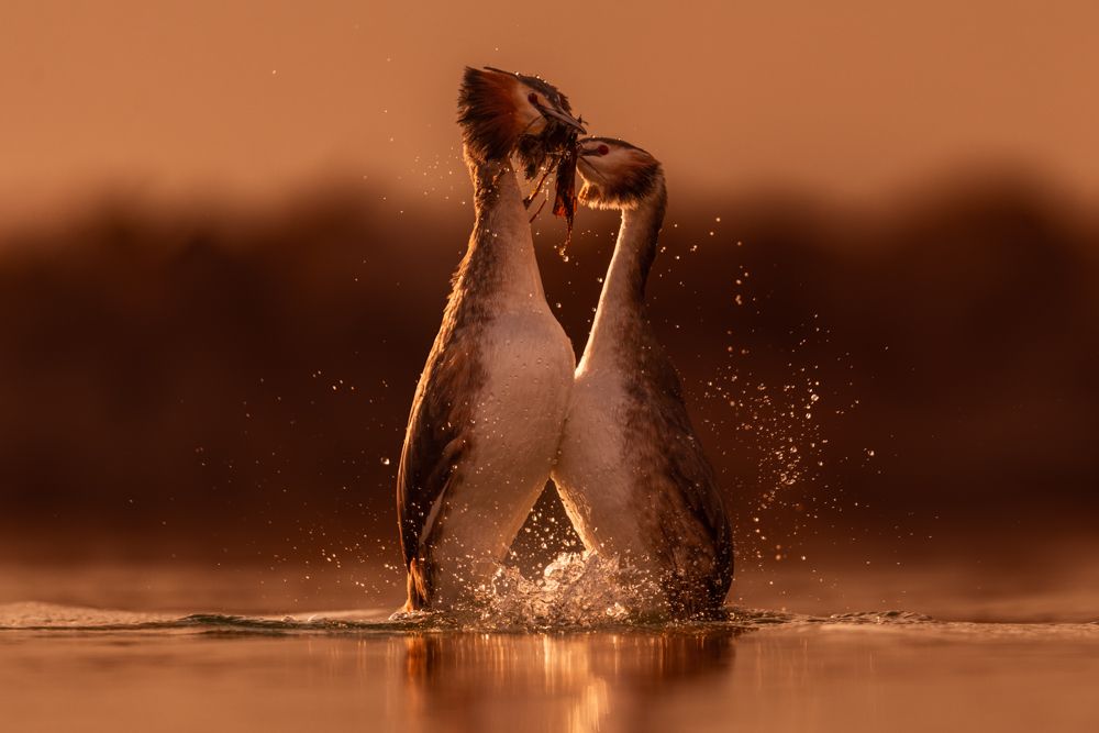 More images of this bird