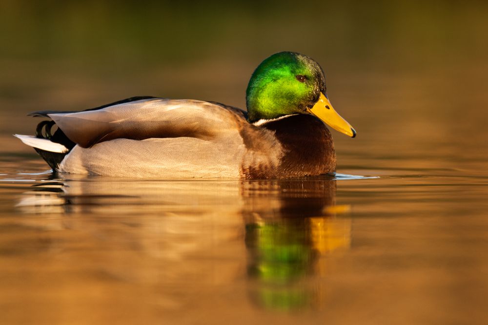 Identification, behaviour, distribution and more about the mallard