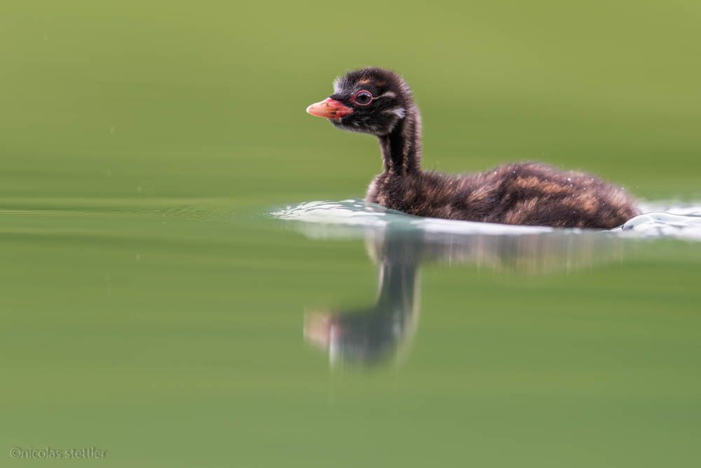 A young little grebe swims towards his parents.