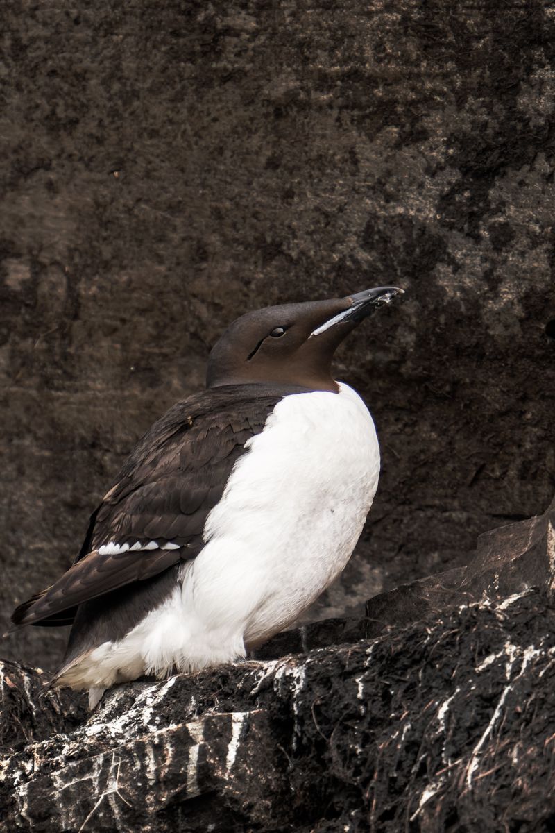 Galerie mit Vogelfotos von Seevögelb, fotografiert von Naturfotograf Nicolas Stettler..