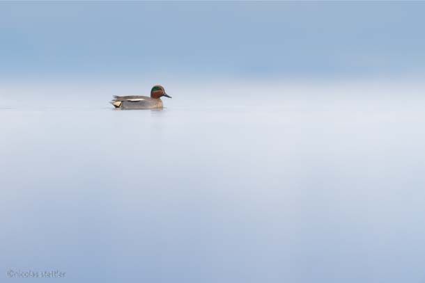 Common teal on a very calm day.