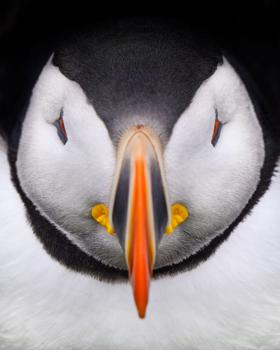 Gallery of seabirds photographed by naturphotographer Nicolas Stettler