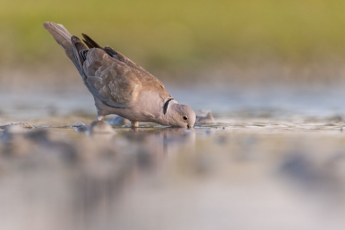 Gallery of songbirds, photographed by nature photographer Nicolas Stettler.