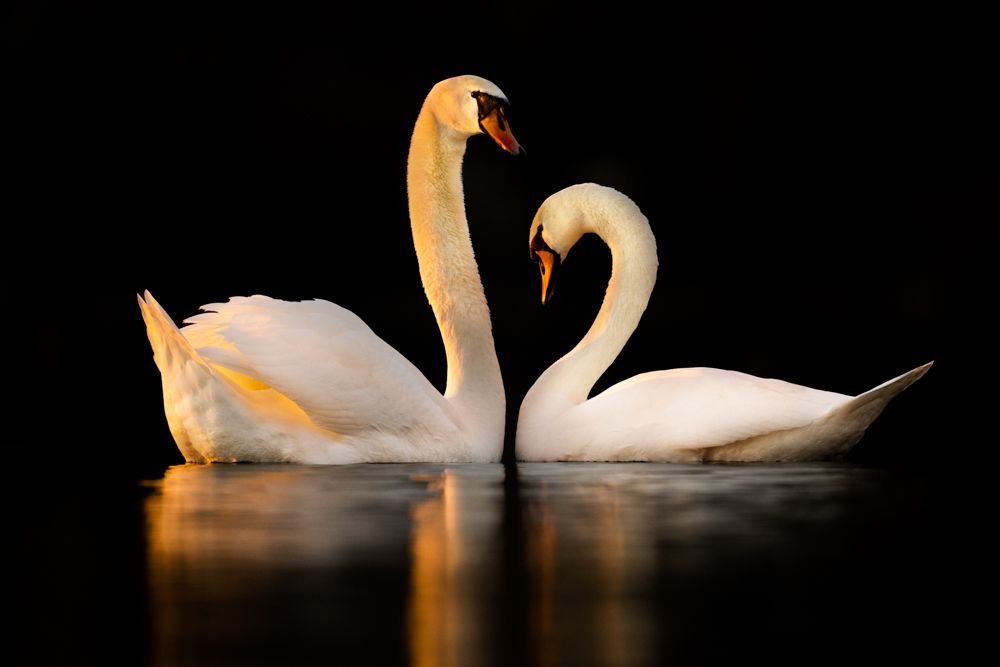 Vogelfotos Beispiele mit der Nikon Z9.
