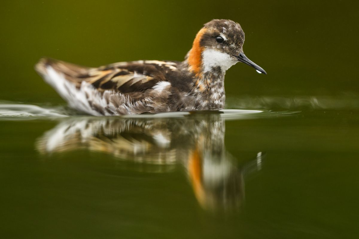 Galerie von diversen Vogelarten, fotografiert von Naturfotograf Nicolas Stettler.