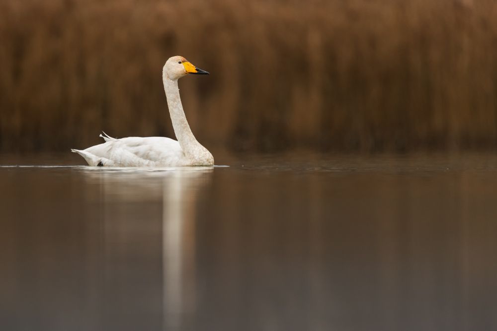 Beispielfotos von der Neusiedlersee Reise mit Birdingtours und Nikon.