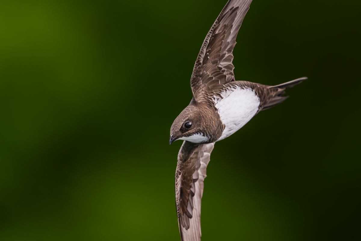 Birds photographed by wildlife photographer Nicolas Stettler.