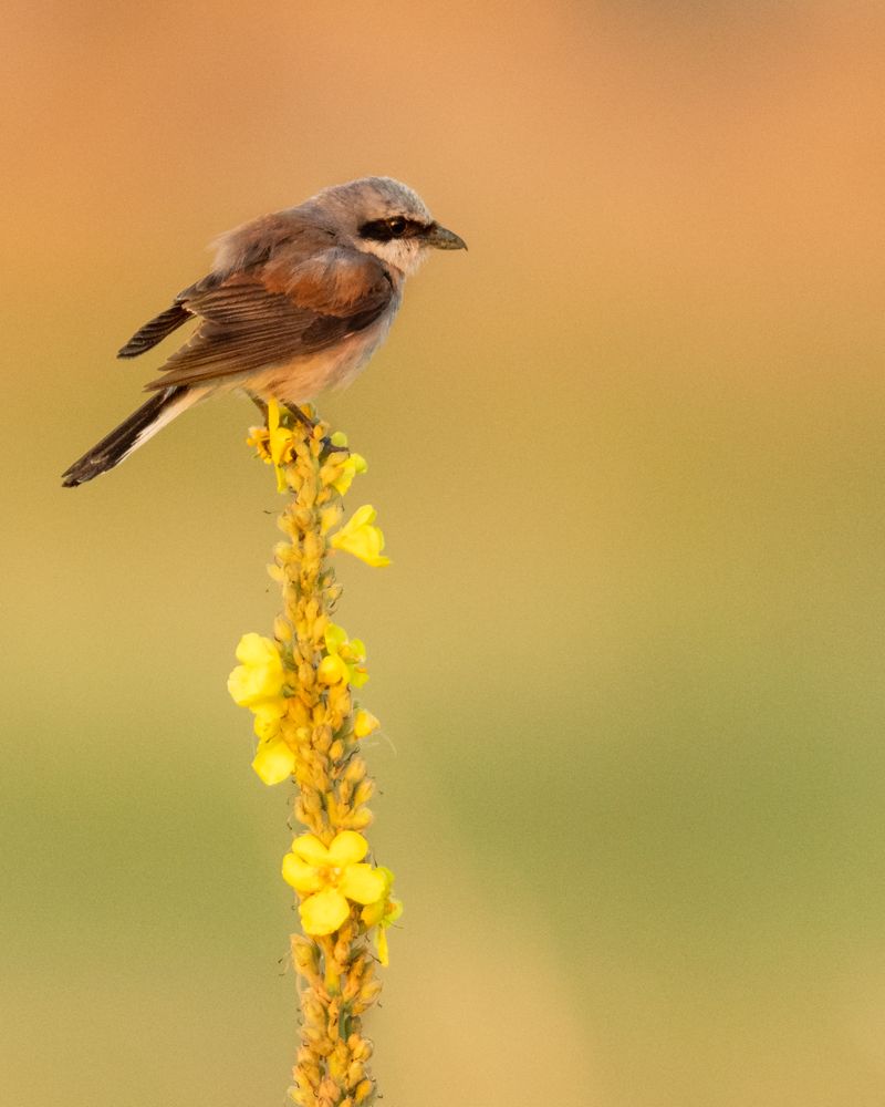 Weitere Fotos des Vogels