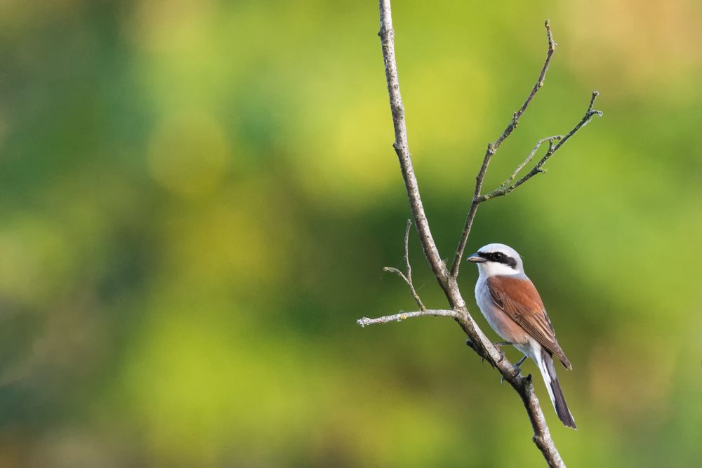 Weitere Fotos des Vogels