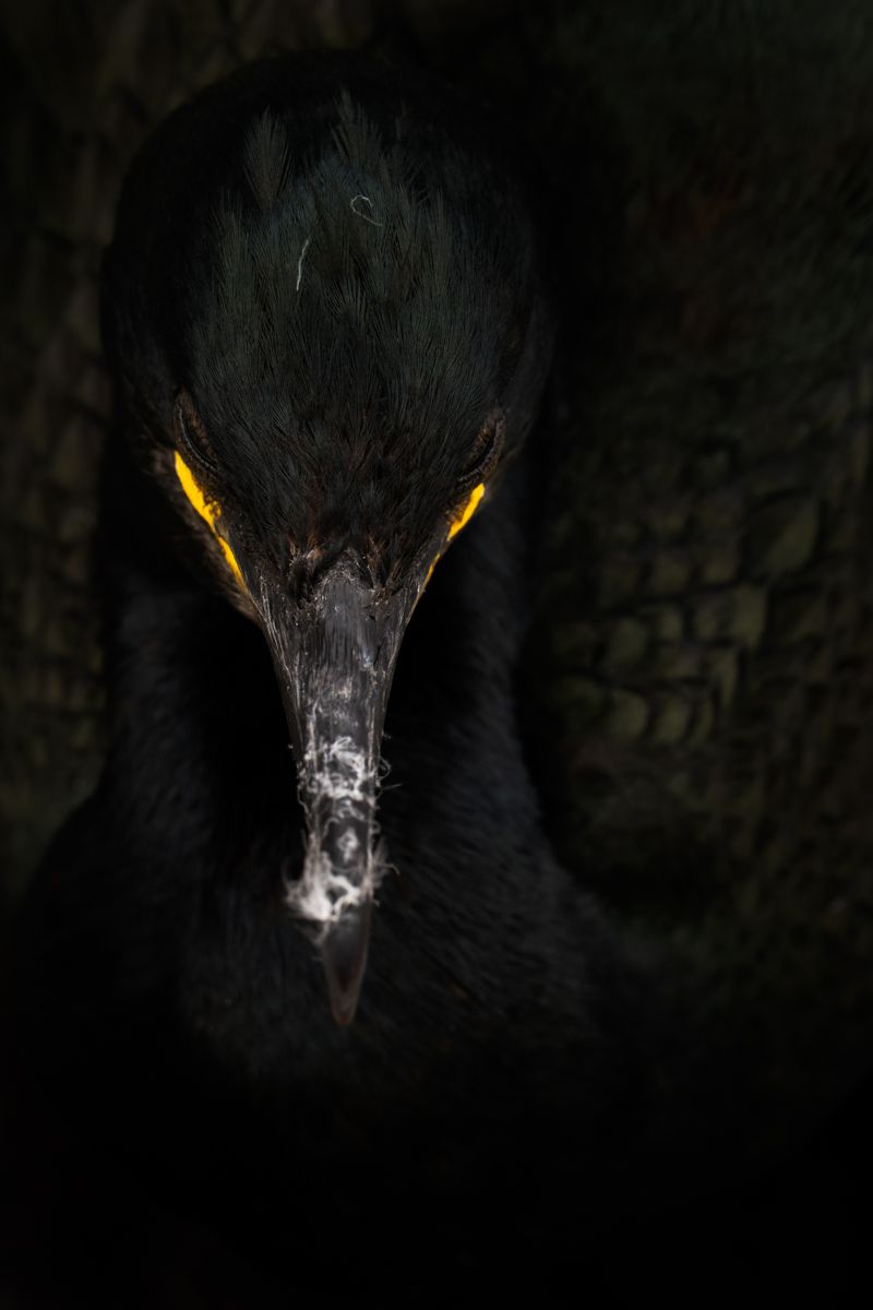 Galerie mit Vogelfotos von Seevögelb, fotografiert von Naturfotograf Nicolas Stettler..