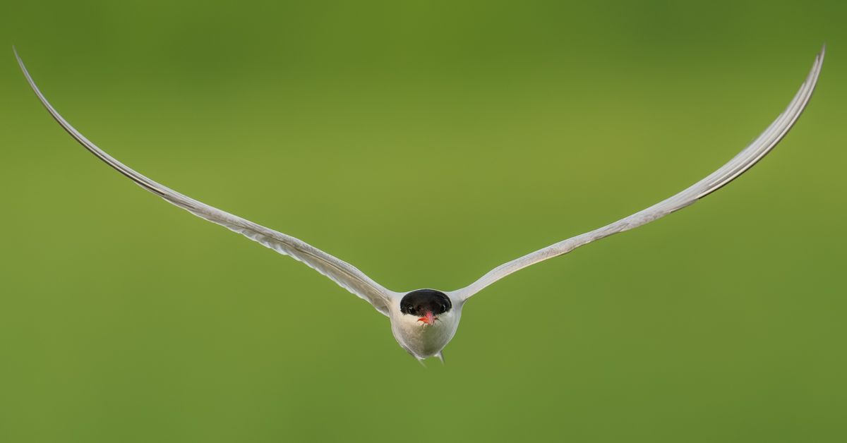 Galerie mit Vogelfotos von Seevögelb, fotografiert von Naturfotograf Nicolas Stettler..