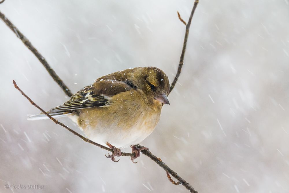 Ein Buchfinken-Weibchen im Schnee.