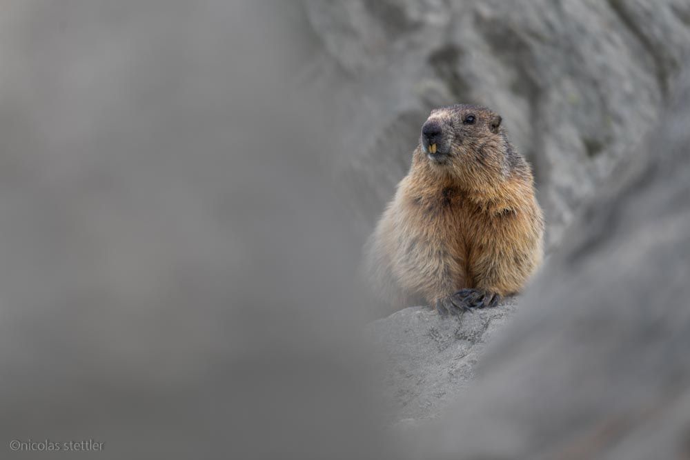 A alpine marmot between two rocks.