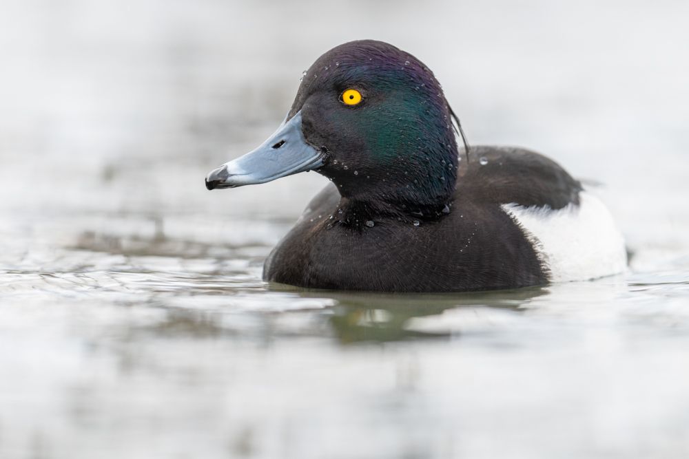 More images of this bird