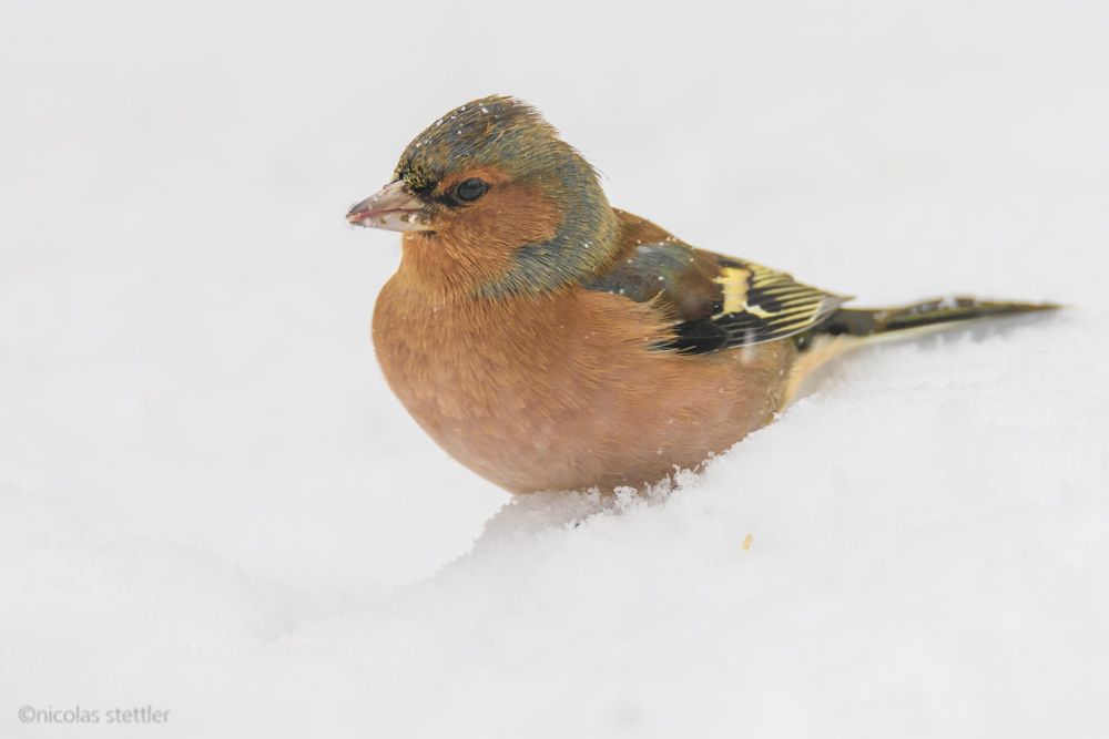 Ein männlicher Buchfink im Schnee.