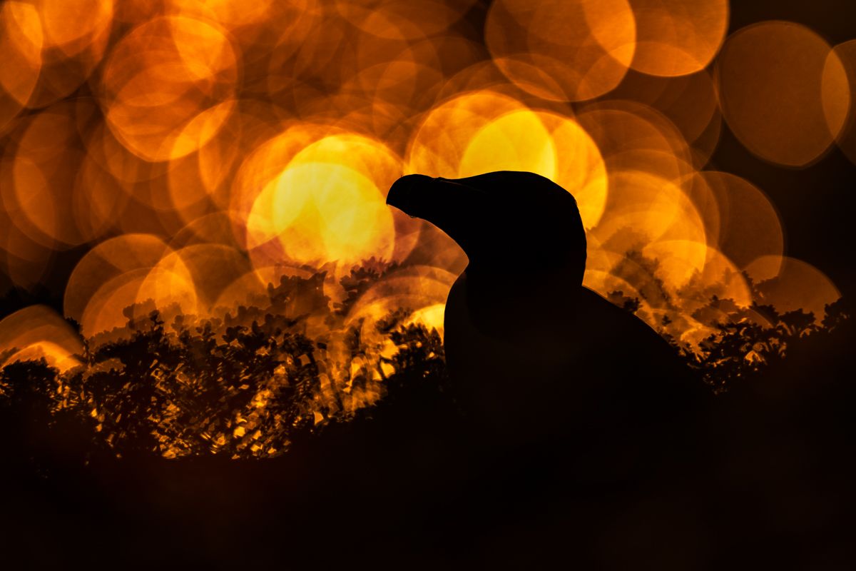 Galerie mit Vogelfotos von Seevögelb, fotografiert von Naturfotograf Nicolas Stettler..