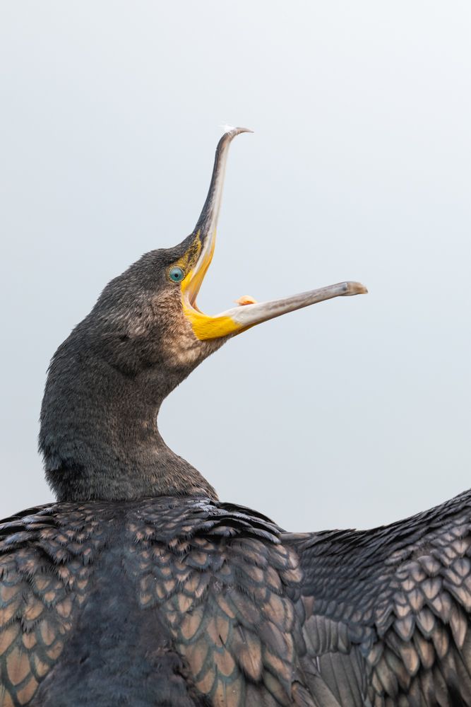 Weitere Fotos des Vogels