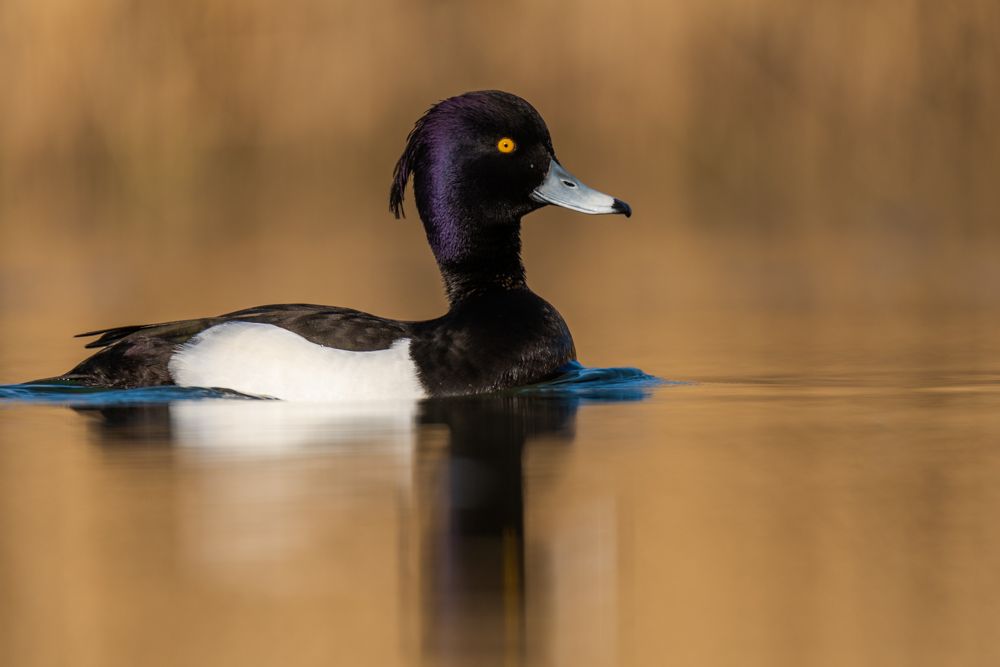 More images of this bird