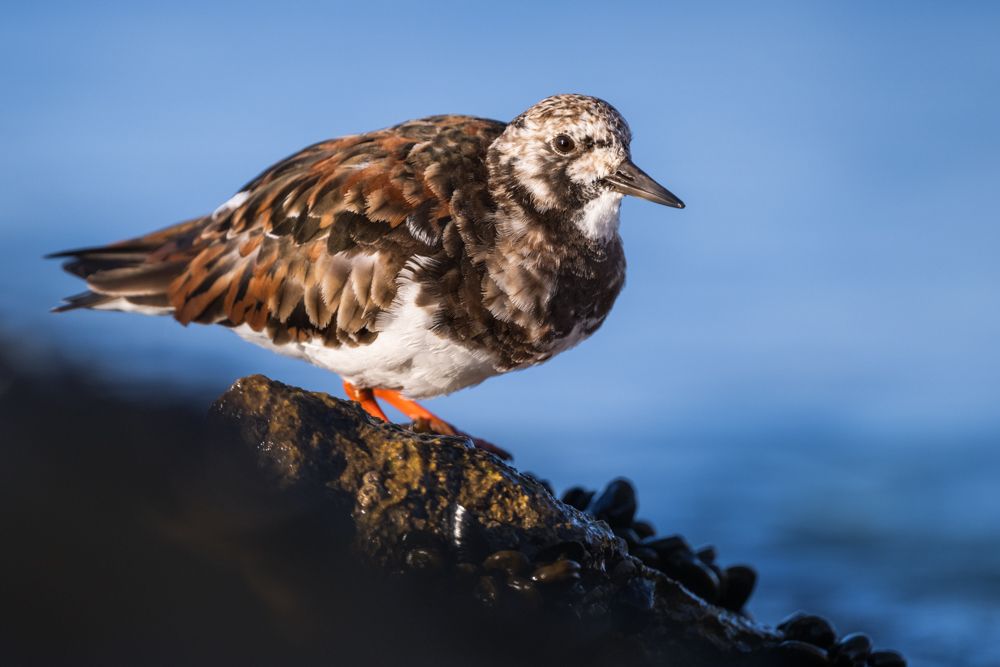 Beispielfotos von der Neusiedlersee Reise mit Birdingtours und Nikon.