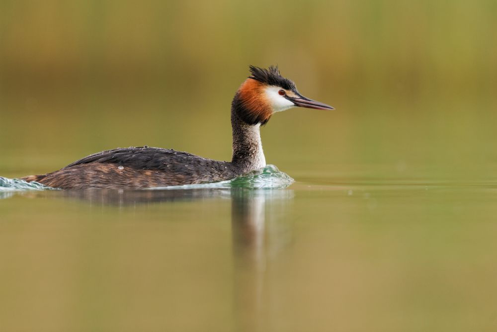 More images of this bird