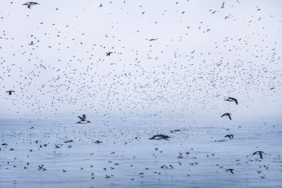 Galerie mit Vogelfotos von Seevögelb, fotografiert von Naturfotograf Nicolas Stettler..
