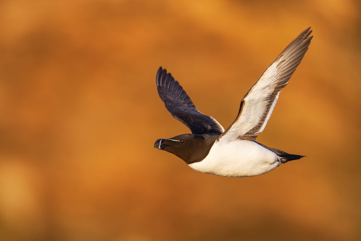 Galerie mit Vogelfotos von Seevögelb, fotografiert von Naturfotograf Nicolas Stettler..