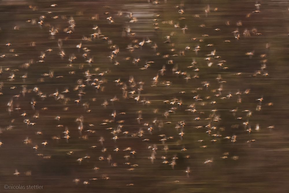 Eine Bergfinken-Truppe fliegt zum Schlafplatz zurück.