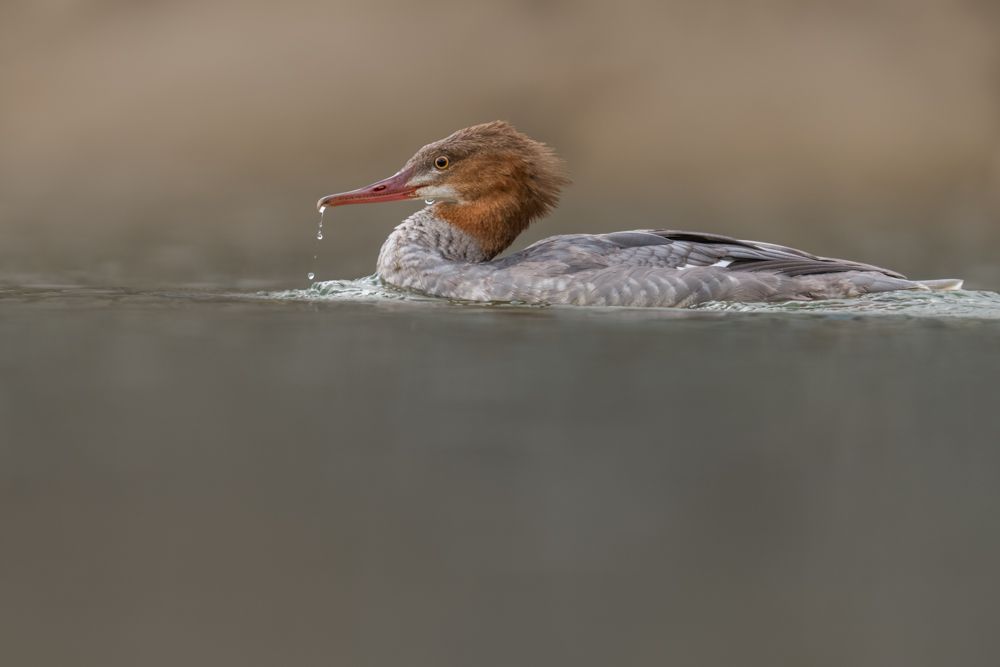 More images of this bird