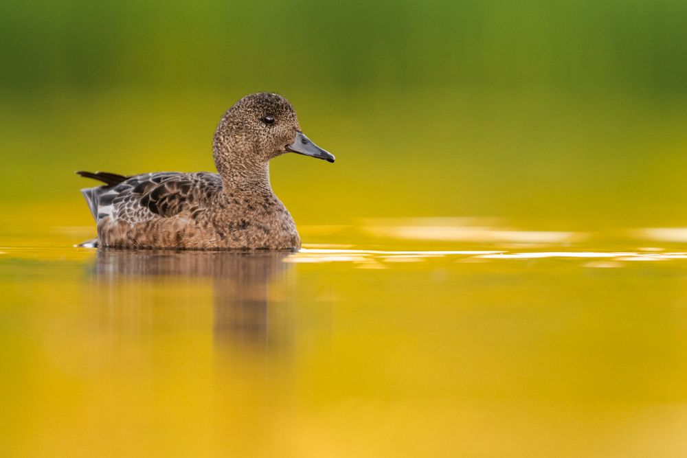 More images of this bird