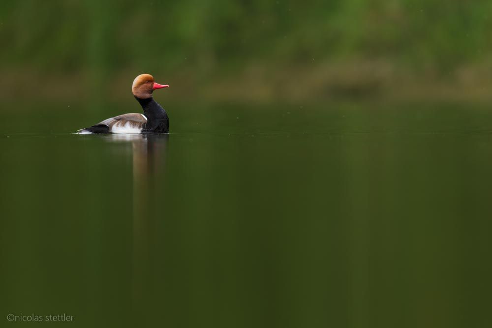 Red-crested pochard (Netta rufina) before wingflapping
