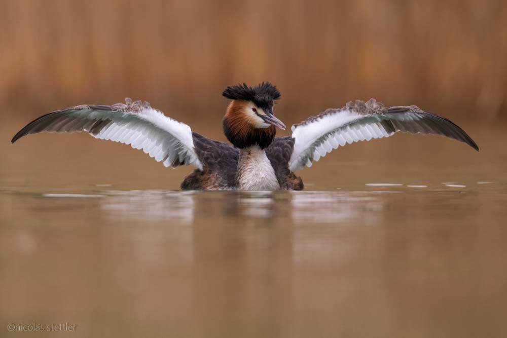 Great crested grebe photographed with a floating hide