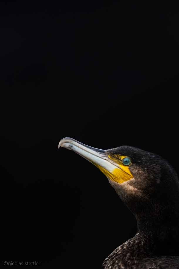 Ein Kormoran ruht sich im Hafen aus.