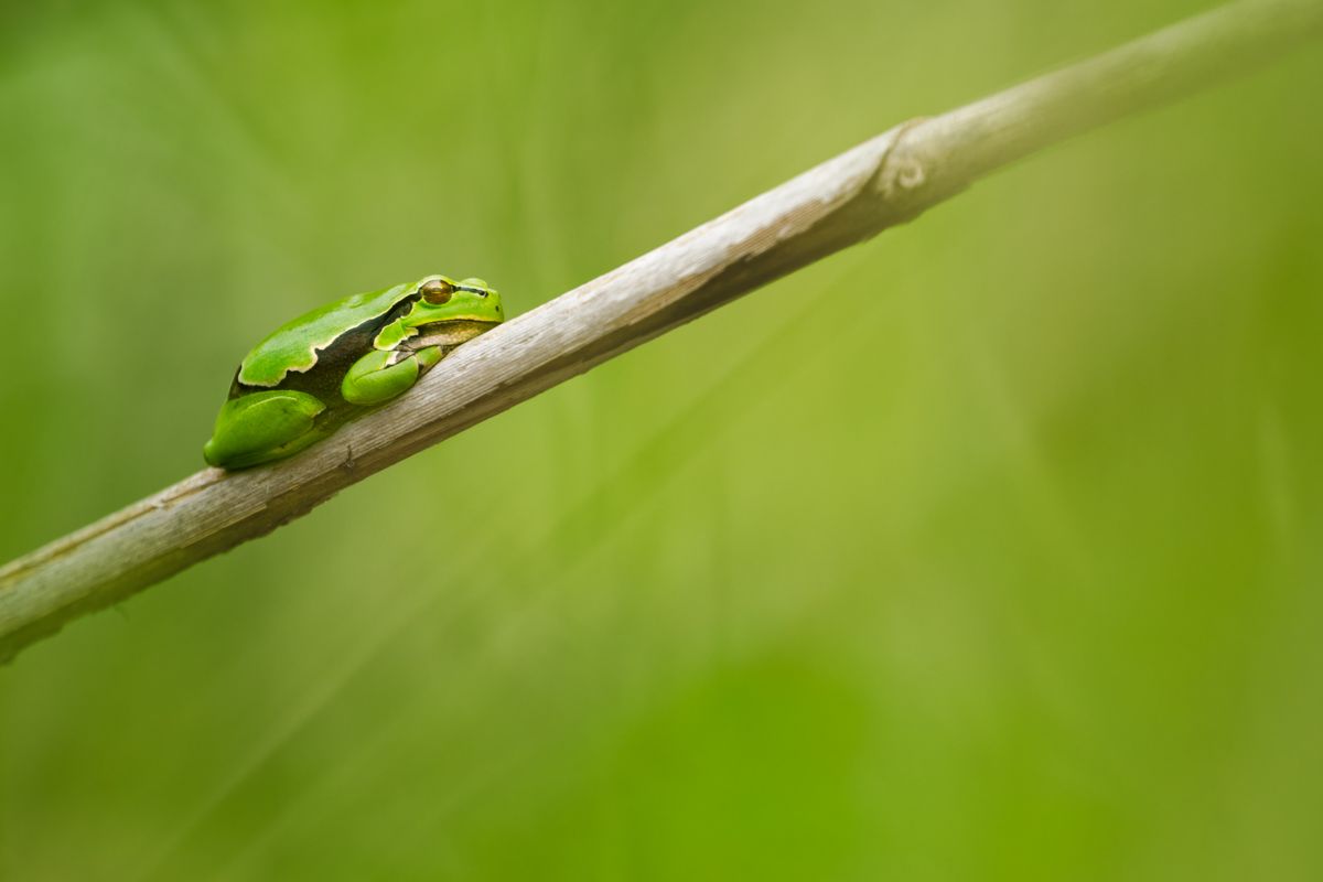 Small animals and plants photographed by wildlife photographer Nicolas Stettler.