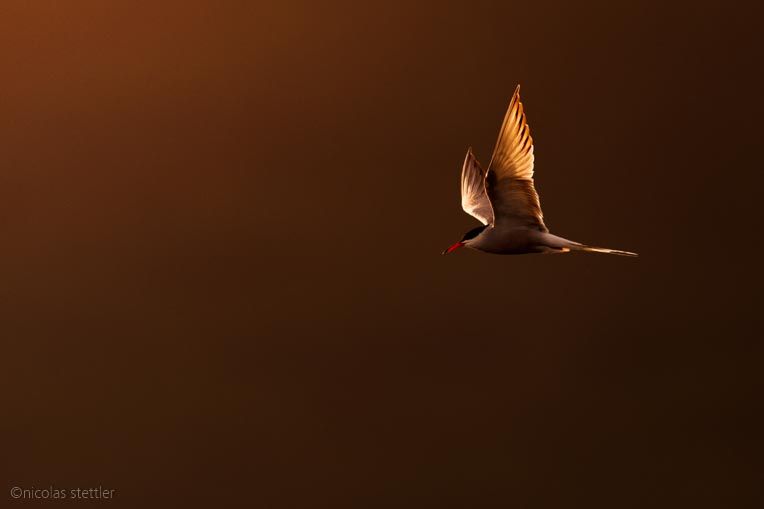 Eine Flussseeschwalbe fliegt im Gegenlicht zur Brutplattform.