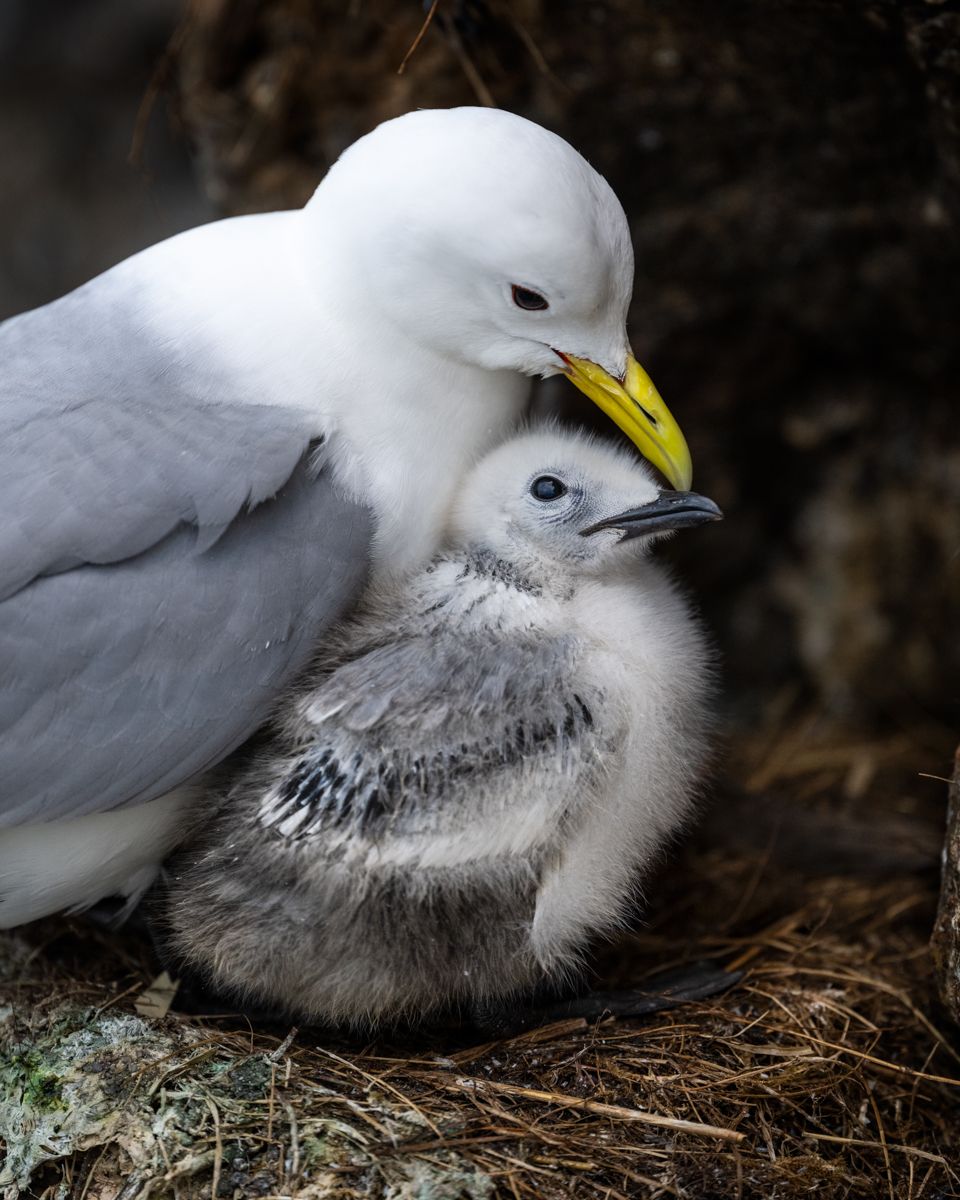 Galerie mit Vogelfotos von Seevögelb, fotografiert von Naturfotograf Nicolas Stettler..