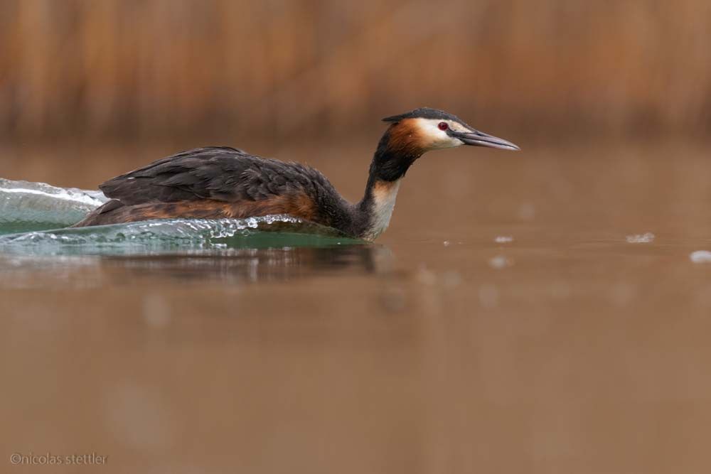 Great crested grebe photographed with a floating hide