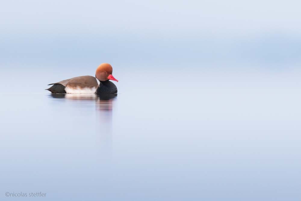 Red-crested pochard photographed with a floating hide