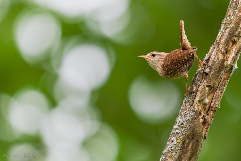 A wren singing on a old branch
