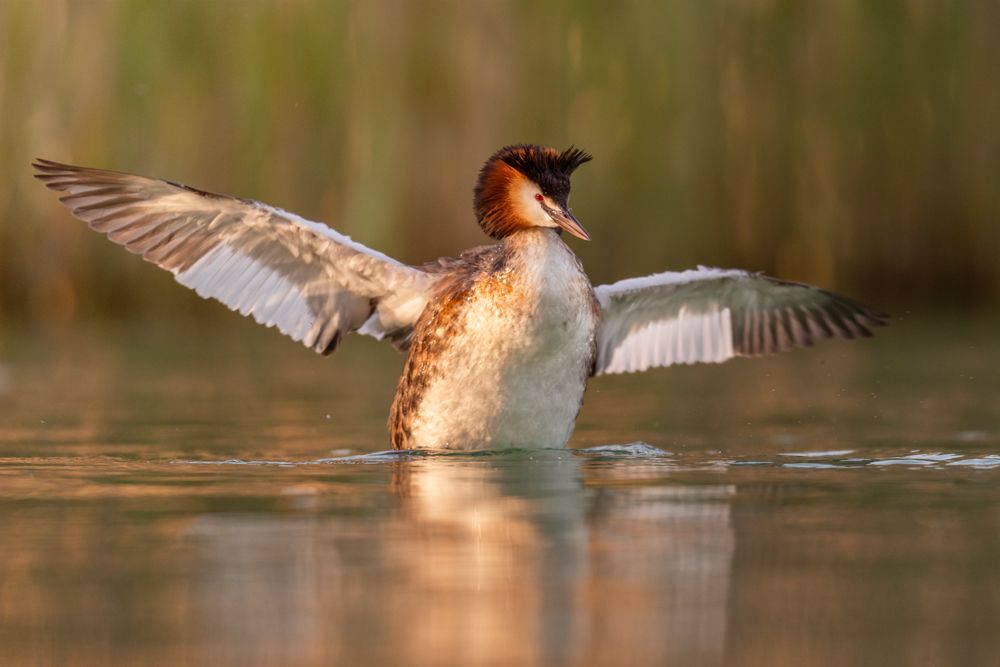 More images of this bird