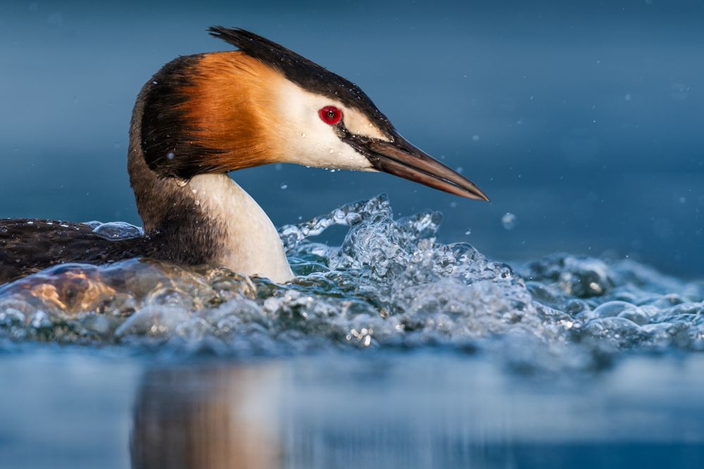 More images of this bird