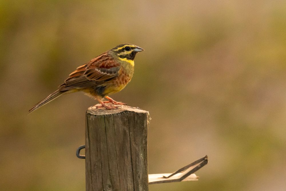 Weitere Fotos des Vogels